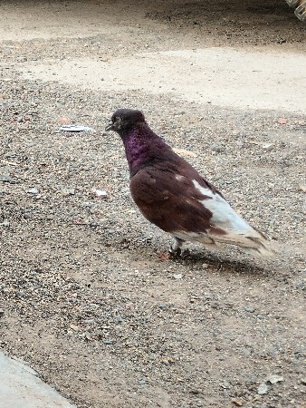 थंबनेल 2