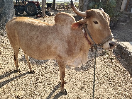 થંબનેલ 2