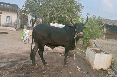 ગોઢલો વેચવાનો છે