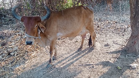 આ ગાય વેચવા ની છે