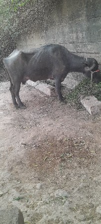 थंबनेल 2