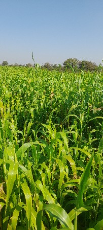 જુવાર વસવાની છે