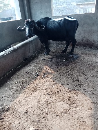 थंबनेल 6