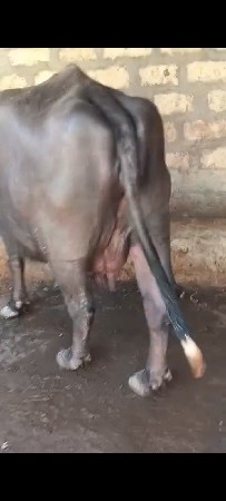 વેચવાની સે