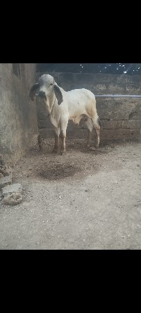 થંબનેલ 3