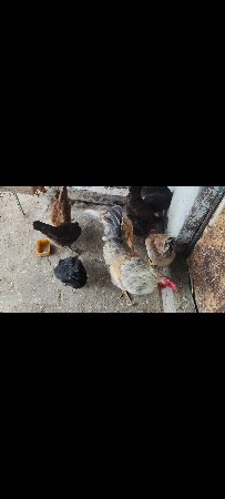 દેશી મુરઘી