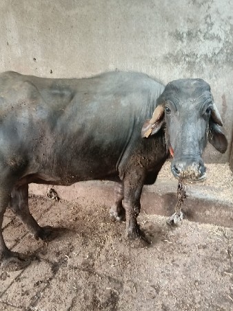 ભેંસ વેચવાની છે