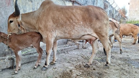 હોડકી વેચવાની છે