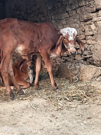 थंबनेल 2