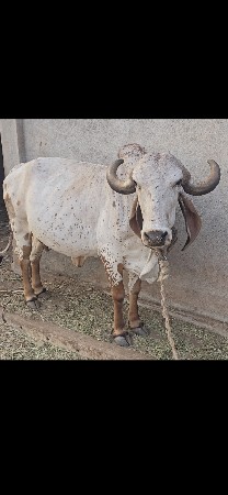 3જી વેતર વ્યાસે