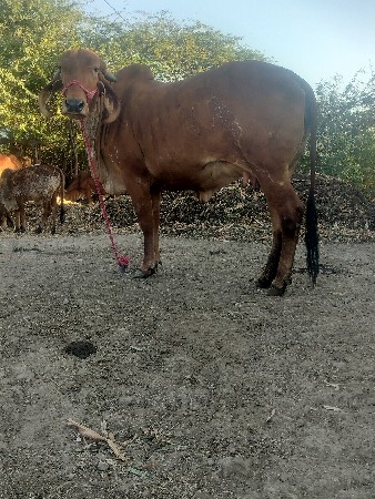 ગિર ગાય દેવાનિછે