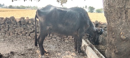 ભેંસ વેચવાની છે