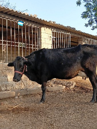 એસ એફ ગાય વેચવાની છે