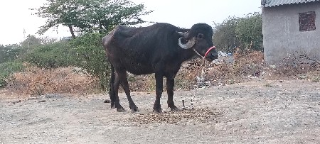 थंबनेल 2