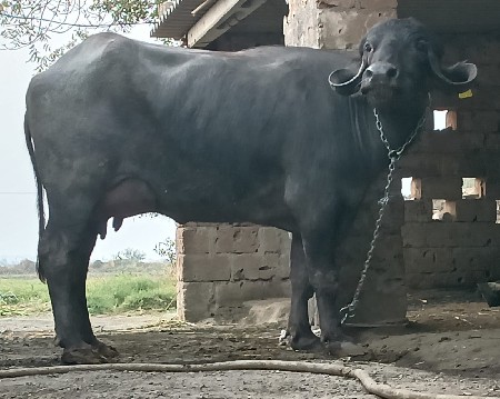 પેલ વેતરી ખડેલી વેચવાની છે