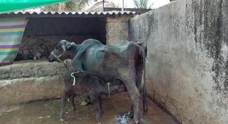 थंबनेल 3