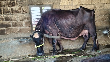 વેસવાની