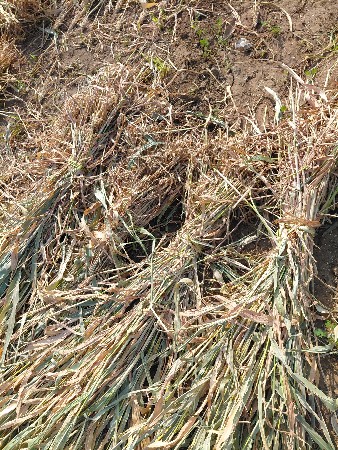 જુવારની નીણ વેસવા ની છે