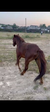 પોની વેચવાનો છે