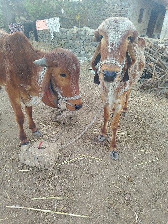 थंबनेल 2