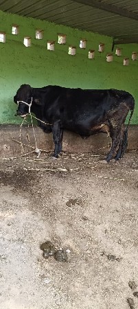 ત્રીજુ વેતર ગાભણી છે