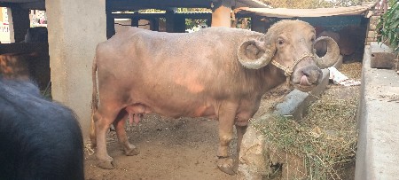 थंबनेल 3