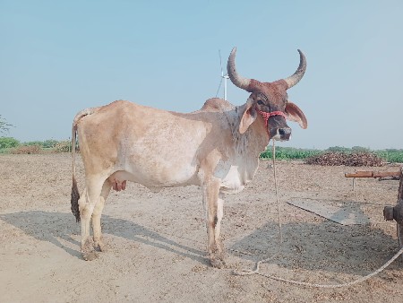 थंबनेल 3