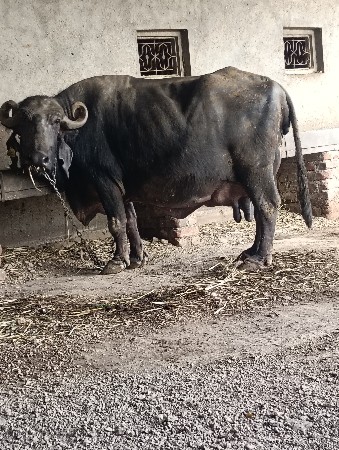 ભેંસ વેચવા ની છે