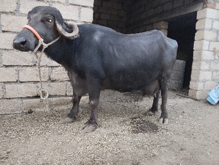 थंबनेल 2