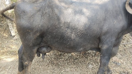 થંબનેલ 3