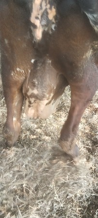 સિંગડા વાળી   ગા વેચવાની છે