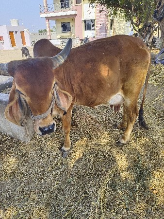 थंबनेल 2