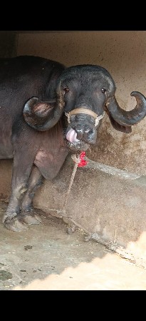 ભેસુ વેચવાની છે