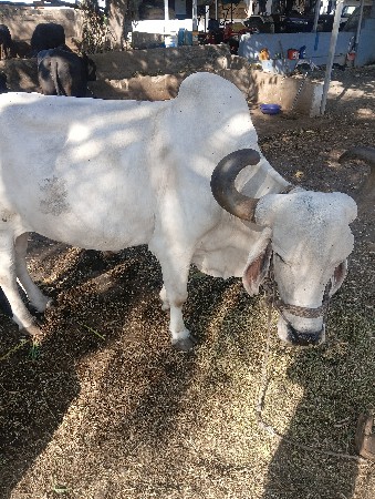 જમણી સાઇડ હાલ તો હોવો જોઈએ