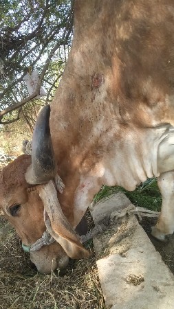 थंबनेल 3