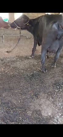 બે ભેંસ વેચવાની છે