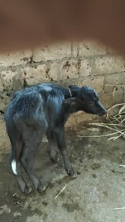 થંબનેલ 2