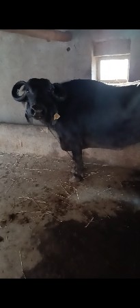 ભેસ વેચવાની છે