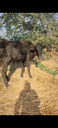 ગાય ખીરી