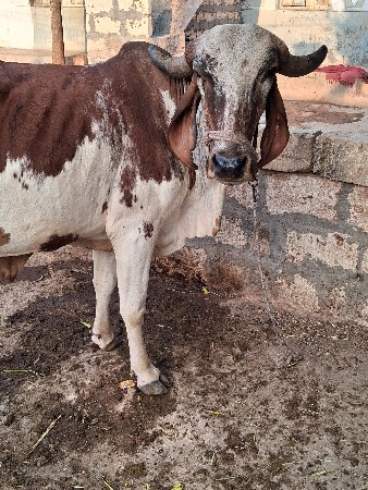 બીજુ વેતર