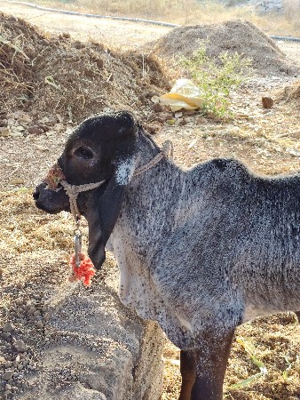 વાછડો છે