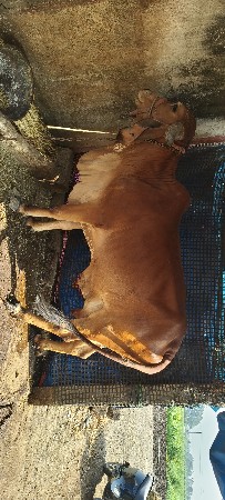 થંબનેલ 3