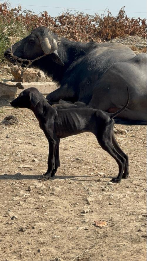 थंबनेल 2