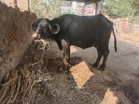 थंबनेल 2