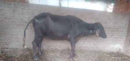 ભેંસ વેચવાની છે