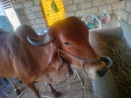 थंबनेल 2