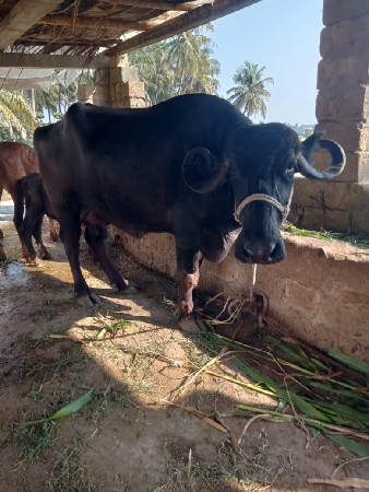 ભેશ વેચવાની છે