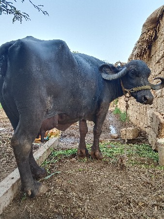 थंबनेल 2