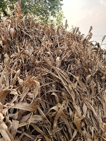 જુવાર સૂકી વેચવાની છે