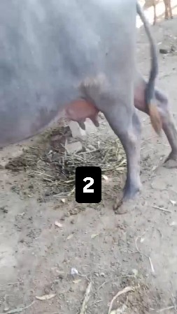 थंबनेल 2